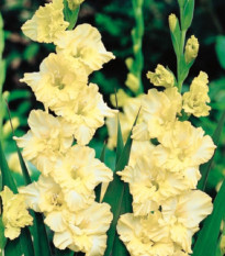 Gladiol Banana Ruffle - Gladiolus - prodej cibulovin - 3 ks