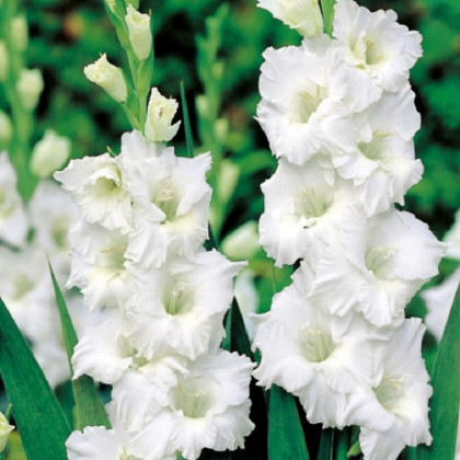 Gladiol Snowy Ruffle - Gladiolus - prodej cibulovin - 3 ks