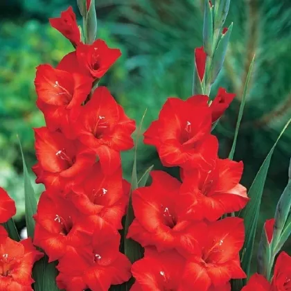 Gladiol Mascagni - Gladiolus - prodej cibulovin - 3 ks