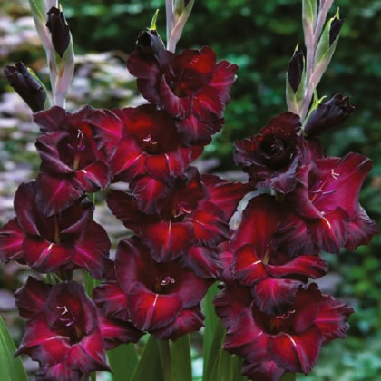 Gladiol Black Surprise - Gladiolus - prodej cibulovin - 3 ks