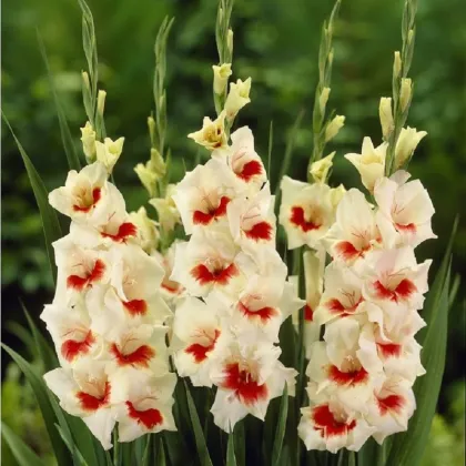 Gladiol Ajax - Gladiolus - prodej cibulovin - 3 ks