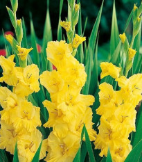 Gladiol Yellow Frans - Gladiolus - prodej cibulovin - 3 ks