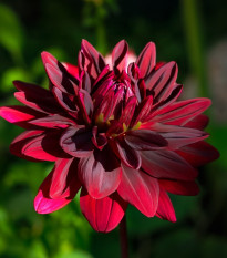 Jiřinka Arabian Night - Dahlia - prodej cibulovin - 1 ks