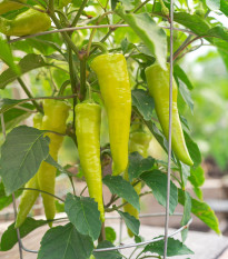 Paprika Sweet Banana - Capsicum annuum - prodej semen - 7 ks