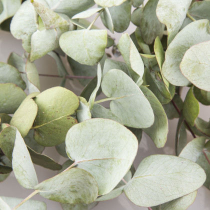 Eukalyptus Silver dollar - Eucalyptus cinerea - prodej semen - 7 ks