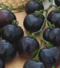 Rajče tyčkové černé Blackball - Solanum lycopersicum - prodej semen - 20 ks