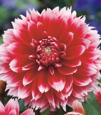 Jiřinka Red and White Fubuki - Dahlia - prodej cibulovin - 1 ks