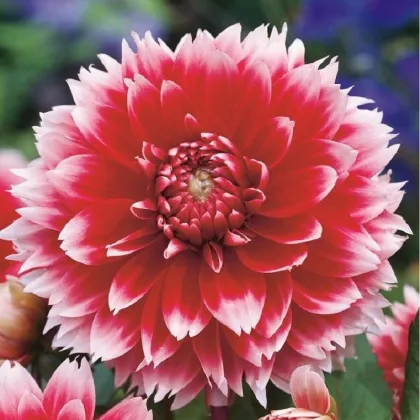 Jiřinka Red and White Fubuki - Dahlia - prodej cibulovin - 1 ks