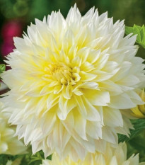 Jiřinka Canary Fubuki - Dahlia - prodej cibulovin - 1 ks