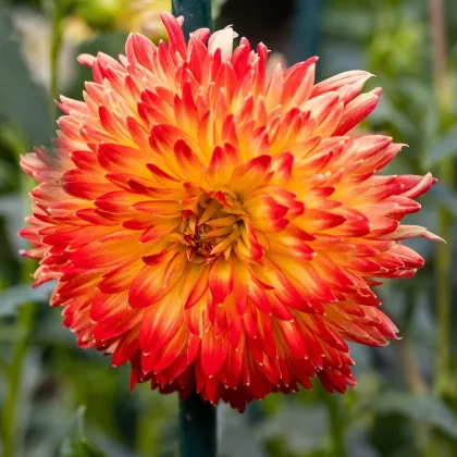 Jiřinka Procyon - Dahlia - prodej cibulovin - 1 ks