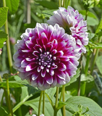 Jiřinka Edinburgh - Dahlia - prodej cibulovin - 1 ks