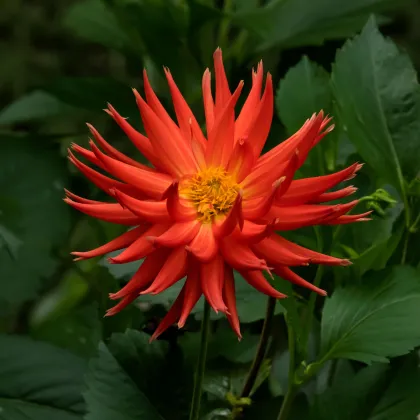 Jiřinka Bora Bora - Dahlia - prodej cibulovin - 1 ks