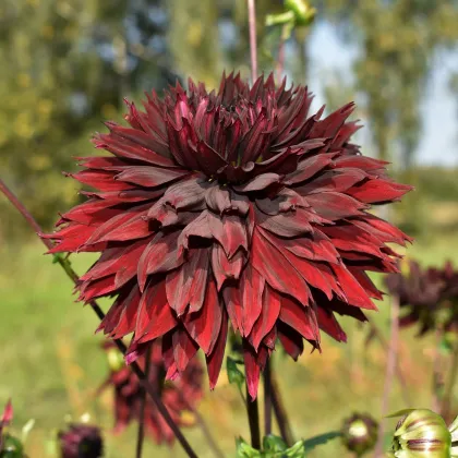 Jiřinka Black Touch - Dahlia - prodej cibulovin - 1 ks