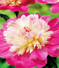 Pivoňka Gay Paree - Paeonia lactiflora - prodej cibulovin - 1 ks