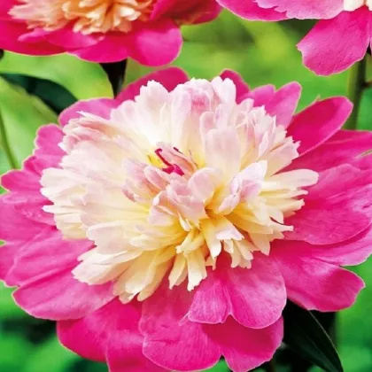 Pivoňka Gay Paree - Paeonia lactiflora - prodej cibulovin - 1 ks