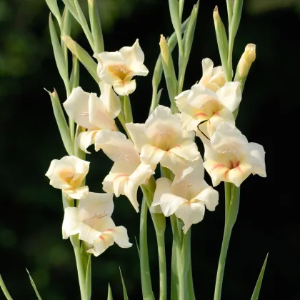 Gladiol Halley - Gladiolus nanus - prodej cibulovin - 2 ks