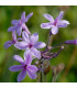 Česnek divoký BIO - Allium sativum - prodej bio česneku - 1 kus