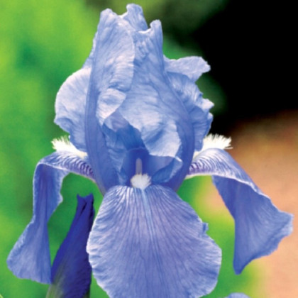 Kosatec modrý - Iris germanica - prodej cibulovin - 1 ks