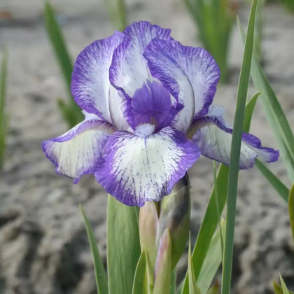 Kosatec nízký Petit Polka - Iris pumila - prodej hlíz - 1 ks