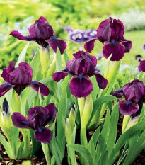 Kosatec nízký Cherry Garden - Iris pumila - prodej hlíz - 1 ks