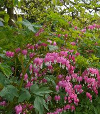 Srdcovka nádherná - Dicentra spectabilis - prodej cibulovin - 1 ks