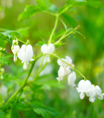 Srdcovka nádherná bílá - Dicentra spectabilis - prodej cibulovin - 1 ks