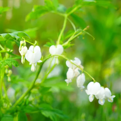 Srdcovka nádherná bílá - Dicentra spectabilis - prodej cibulovin - 1 ks