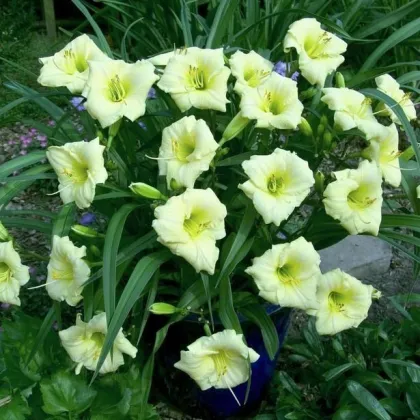 Denivka Longsfield Pearl - Hemerocallis - prodej cibulovin - 1 ks