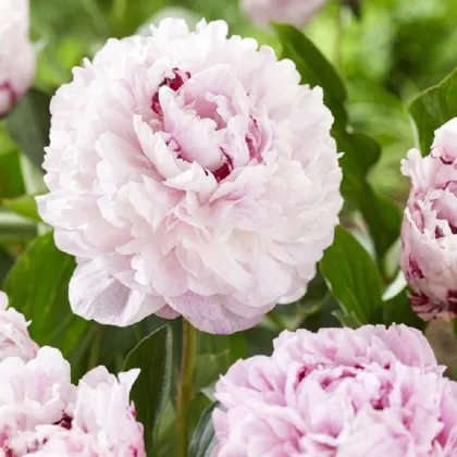 Pivoňka The Fawn - Paeonia lactiflora - prodej cibulovin - 1 ks