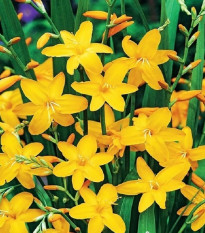 Montbrécie Sonate - Crocosmia - prodej cibulovin - 4 ks