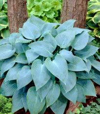 Bohyška - Hosta Canadian Blue - prodej cibulovin - 1 ks