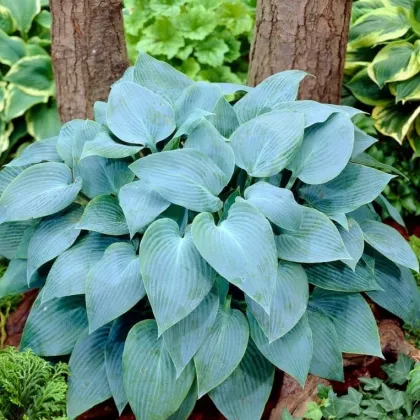 Bohyška - Hosta Canadian Blue - prodej cibulovin - 1 ks