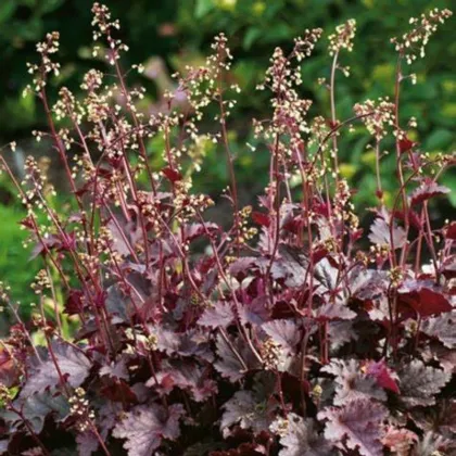 Dlužicha Purple Palace - Heuchera - prodej prostokořenných sazenic - 1 ks