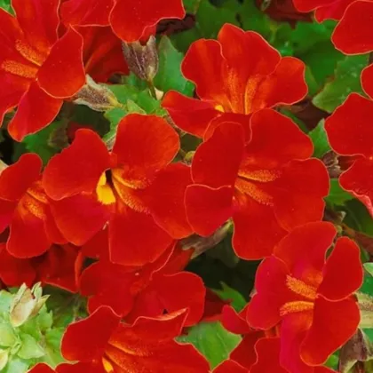 Kejklířka Magic Red - Mimulus hybridus - prodej semen - 30 ks