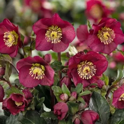 Čemeřice nachová - Helleborus purpurascens - prodej prostokořenných sazenic - 1 ks