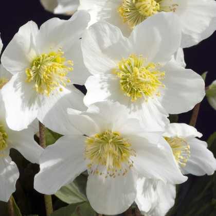 Čemeřice bílá - Helleborus niger - prodej prostokořenných sazenic - 1 ks