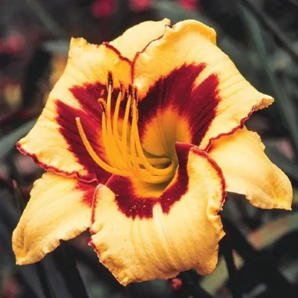 Denivka Eye on America - Hemerocallis - prodej cibulovin - 1 ks