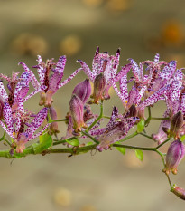 Liliovka srstnatá - Tricyrtis hirta - prodej prostokořenných sazenic - 1 ks