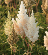 Čechrava Weisse Gloria - Astilbe arendsii - prodej cibulovin - 1 ks