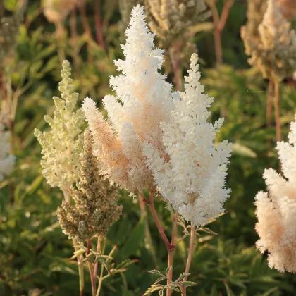 Čechrava Weisse Gloria - Astilbe arendsii - prodej cibulovin - 1 ks