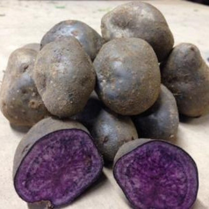Sadbové brambory Blue Congo - Solanum tuberosum - prodej sadby - 5 ks