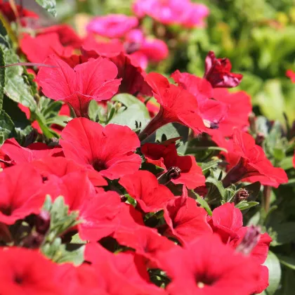 Petúnie Musica Red F1 - Petunia x grandiflora - prodej semen - 30 ks