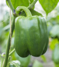 Paprika Beluga green F1 - Capsicum annuum - prodej semen - 5 ks