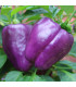 Paprika Beluga Lilac F1 - Capsicum annuum - prodej semen - 6 ks
