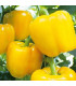 Paprika Beluga Yellow F1 - Capsicum annuum - prodej semen - 5 ks