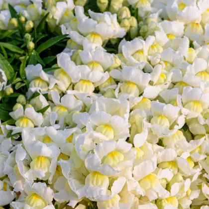 Hledík větší Leo F1 White - Antirrhinum majus - prodej semen - 20 ks