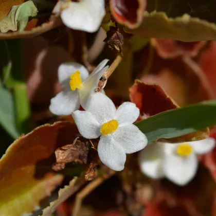 Begónie Marsala F1 White - Begonia semperflorens - prodej semen - 20 ks