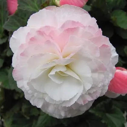 Begónie Nonstop F1 Appleblossom - Begonia tuberhybrida - prodej semen - 20 ks