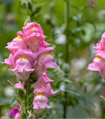 Hledík větší Rocket F1 Rose - Antirrhinum majus - prodej semen - 20 ks