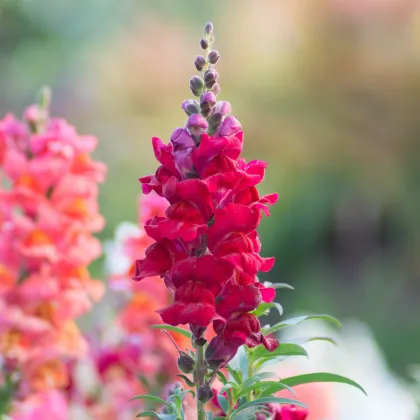 Hledík větší Rocket F1 Red - Antirrhinum majus - prodej semen - 20 ks